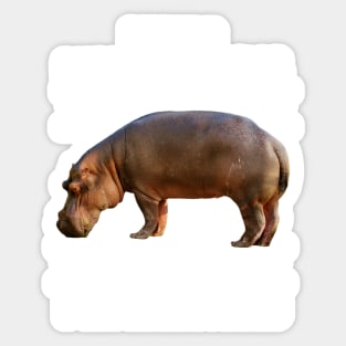 I want a hippopotamus for Christmas ! I want a hippo ! Sticker